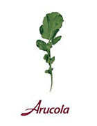 Arucola Logo